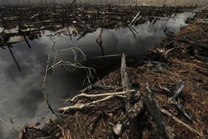 L’UE veut lutter contre le dumping sur l’huile de palme indonésienne